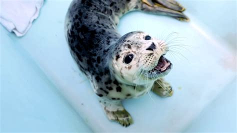 testing baby seals|baby seal noise recording.